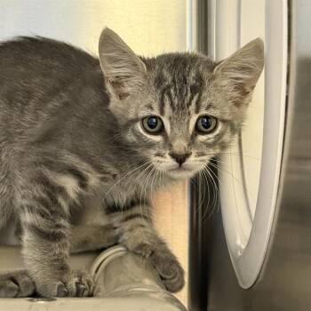 LINUS -  Domestic Short Hair Cat for Adoption in Las Vegas, Nevada - LINUS | PetCurious