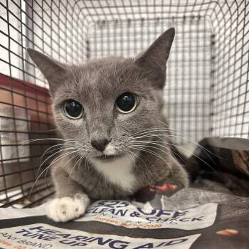 Domestic Short Hair Cats Available for Adoption in Edinburg, Texas - Natasha | PetCurious