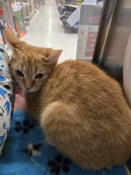 Domestic Short Hair Cats Available for Adoption in Hazlet, New Jersey - Nemo | PetCurious