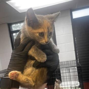 Orwell -  Domestic Short Hair Cat for Adoption in Gadsden, Alabama - Orwell | PetCurious