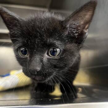 Tagged Stray_3 -  Domestic Short Hair Cat Available for Adoption in TIMBERCRK CYN, Texas - Tagged Stray_3 | PetCurious