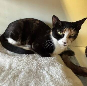Mystic -  Domestic Short Hair Cat for Adoption in Braintree, Massachusetts - Mystic | PetCurious