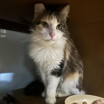 Domestic Medium Hair Cats Available for Adoption in Richmond, California - CHARLOTTE | PetCurious