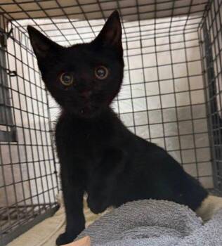 Gemma -  Domestic Short Hair Cat for Adoption in Honolulu, Hawaii - Gemma | PetCurious