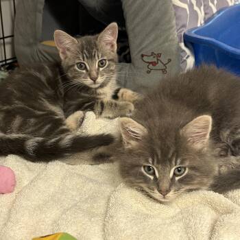 Rajah and Venus -  Tabby Cat for Adoption in Beach Park, Illinois - Rajah And Venus | PetCurious