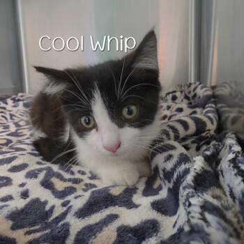 Cool Whip -  Domestic Short Hair Cat for Adoption in Parkersburg, West Virginia - Cool Whip | PetCurious