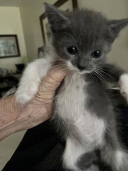 Valerie -  Domestic Short Hair Cat for Adoption in Ocala, Florida - Valerie | PetCurious