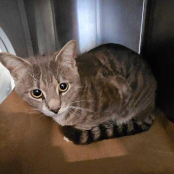 Domestic Short Hair Cats Available for Adoption - Spooky | PetCurious