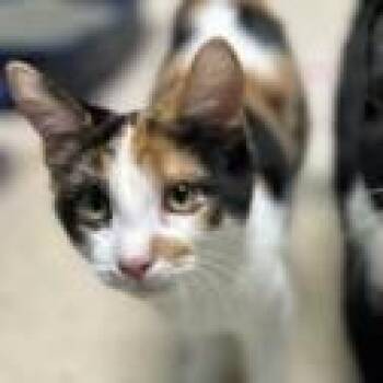 Rescue Domestic Short Hair Cats for Adoption in Poplar Bluff, Missouri - Brook | PetCurious