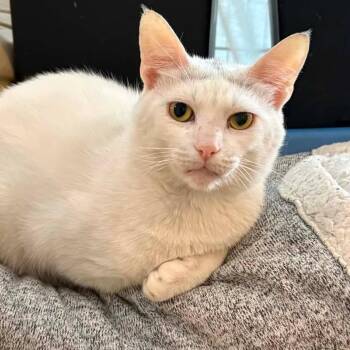 Joey -  Domestic Short Hair Cat for Adoption in Washington, District Of Columbia - Joey | PetCurious