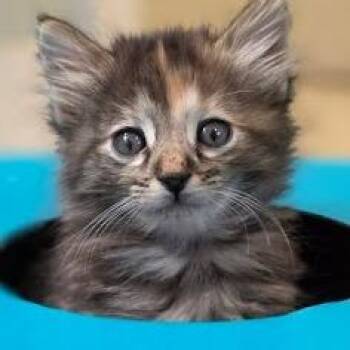 Syrup -  Domestic Short Hair Cat for Adoption in Chattanooga, Tennessee - Syrup | PetCurious
