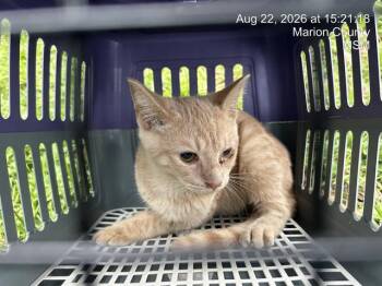 A388837 -  Domestic Short Hair Cat for Adoption in Ocala, Florida - A388837 | PetCurious