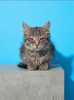 CARL -  Domestic Short Hair Cat for Adoption in Jacksonville, Florida - CARL | PetCurious