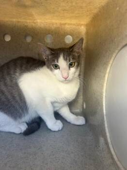 EFFEN 2 -  Domestic Short Hair Cat for Adoption in Rancho Cucamonga, California - EFFEN 2 | PetCurious
