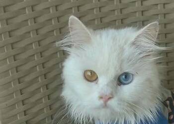 Moe Mou -  Turkish Angora Cat for Adoption in Brampton, Ontario - Moe Mou | PetCurious