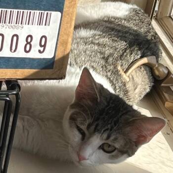 Baxter -  Domestic Short Hair Cat Available for Adoption in Nashville, Tennessee - Baxter | PetCurious