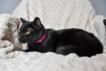 Domestic Short Hair Cats Available for Adoption in Yakima, Washington - Lucella | PetCurious