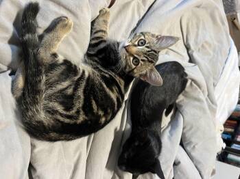 Griner -  Domestic Short Hair Cat for Adoption in Diamond Springs, California - Griner | PetCurious