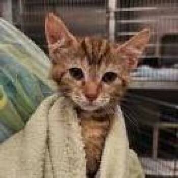 Harrison -  Domestic Short Hair Cat for Adoption in West Palm Beach, Florida - Harrison | PetCurious