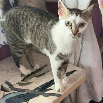 Lucky Kitty -  Domestic Short Hair Cat for Adoption in Tampa, Florida - Lucky Kitty | PetCurious