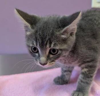 Lauren -  Domestic Short Hair Cat for Adoption in Eugene, Oregon - Lauren | PetCurious
