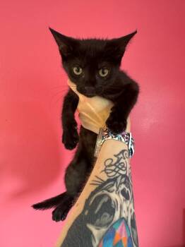 Newt -  Domestic Short Hair Cat for Adoption in Johnson City, Tennessee - Newt | PetCurious