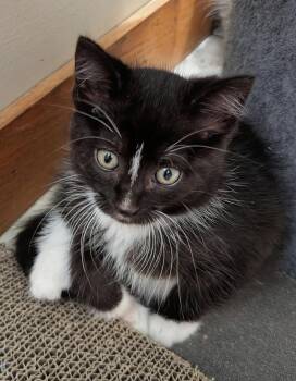 Bootsy -  Tuxedo Cat for Adoption in Ypsilanti, Michigan - Bootsy | PetCurious