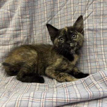Sequoia -  Domestic Short Hair Cat for Adoption in Long Beach, California - Sequoia | PetCurious