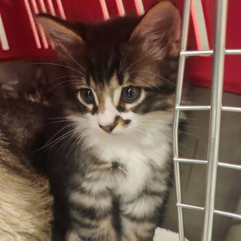 Bryce -  Domestic Medium Hair Cat for Adoption in Reno, Nevada - Bryce | PetCurious