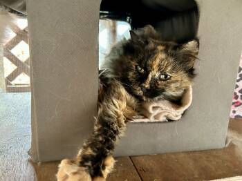 Rescue Maine Coon and Domestic Long Hair Cats for Adoption in Franklin, West Virginia - Lucy (and Linus) | PetCurious