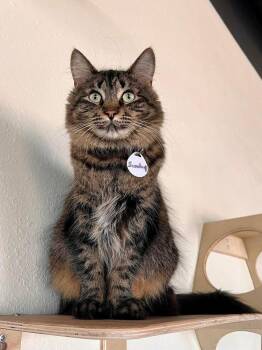 Domestic Medium Hair Cats Available for Adoption - Sunday | PetCurious