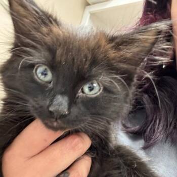 Domestic Long Hair Cats Available for Adoption - Clint | PetCurious
