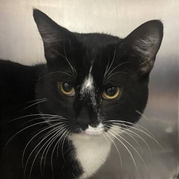 Domestic Short Hair Cats Available for Adoption in Allentown, Pennsylvania - Catsby The Great | PetCurious