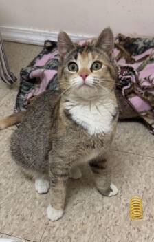 Domestic Short Hair and Torbie Cats Available for Adoption - Reesee (Must Be Adopted With Rubee) | PetCurious