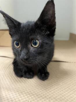 A138357 -  Domestic Short Hair Cat for Adoption in Palmetto, Florida - A138357 | PetCurious