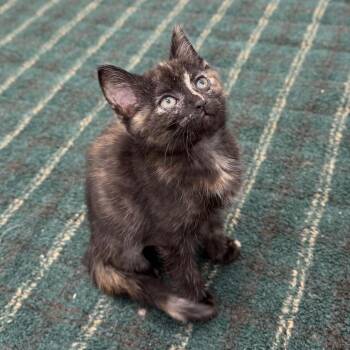 Domestic Short Hair Cats Available for Adoption in Marshall, Virginia - Wren | PetCurious