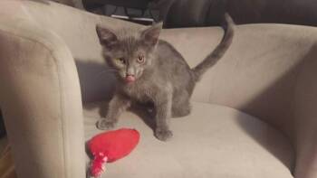 Lester -  Domestic Short Hair Cat for Adoption in Lorain, Ohio - Lester | PetCurious