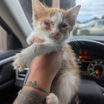 Sam Elliot -  Domestic Short Hair Cat for Adoption in Watertown, New York - Sam Elliot | PetCurious