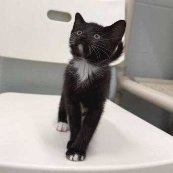 Domestic Short Hair Cats Available for Adoption in Marshall, Virginia - Robin | PetCurious