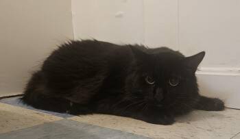 Caldwell -  Domestic Medium Hair Cat for Adoption in Claremont, New Hampshire - Caldwell | PetCurious