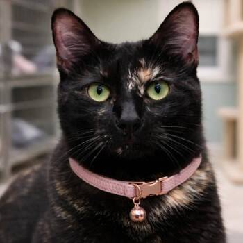 Tortoiseshell and Bombay Cats Available for Adoption in Hillsboro, Texas - Harlee — A Little Sass, A Lot Of Personality | PetCurious