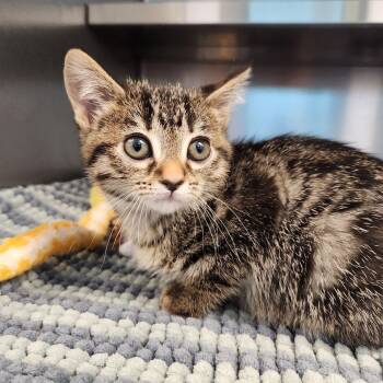 Fern -  Domestic Short Hair Cat for Adoption in Liberty, Missouri - Fern | PetCurious