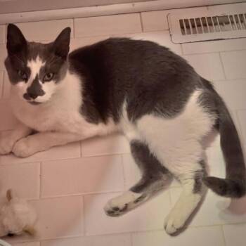 Frittz -  Domestic Short Hair Cat for Adoption - Frittz | PetCurious