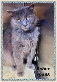 ASHER -  Domestic Long Hair and Russian Blue Cat for Adoption in Marietta, Georgia - ASHER | PetCurious