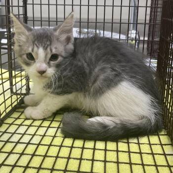 Laverne -  Domestic Short Hair Cat for Adoption in Galveston, Texas - Laverne | PetCurious