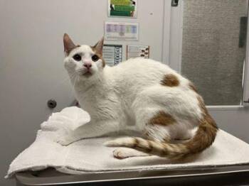 Ollie -  Domestic Short Hair Cat for Adoption in Kansas City, Missouri - Ollie | PetCurious