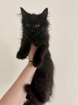 Rescue Domestic Long Hair Cats for Adoption in Mesa, Arizona - Nello | PetCurious