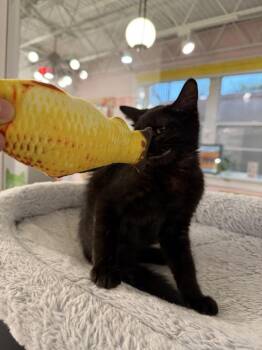 Walton Goggins - At Felius Cat Cafe -  Domestic Short Hair Cat for Adoption in Omaha, Nebraska - Walton Goggins - At Felius Cat Cafe | PetCurious