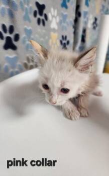 Roses -  Siamese Cat for Adoption in Wabash, Indiana - Roses | PetCurious