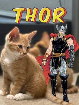 Thor -  Domestic Short Hair Cat for Adoption in Ferndale, Michigan - Thor | PetCurious